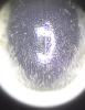 Stethorus pusillus